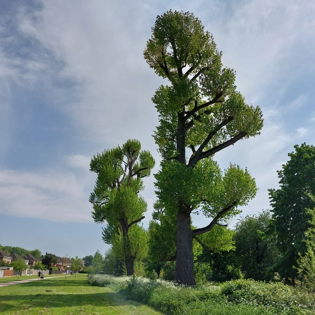 trees in a prk