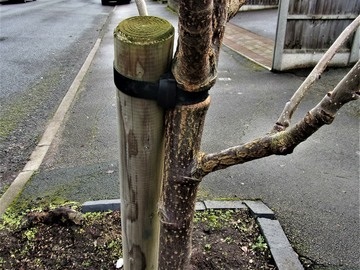 damaged tree stem attached tightly to a support